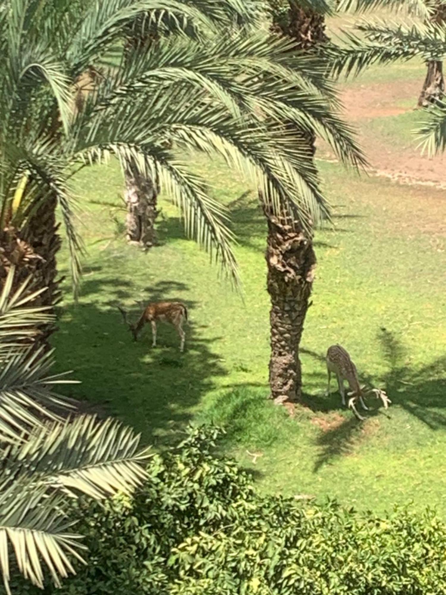 Riad Nolya Luxury Marrakech - Totalement Renove - Capacite Jusqu A 10 Lits Spacieux マラケシュ エクステリア 写真